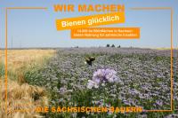 Bienen2.jpg